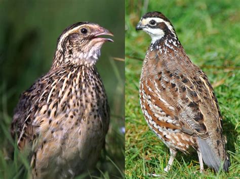 TLC: No. . Georgia giant bobwhite quail vs coturnix quail